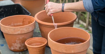Cleaning Clay Pots the Right Way