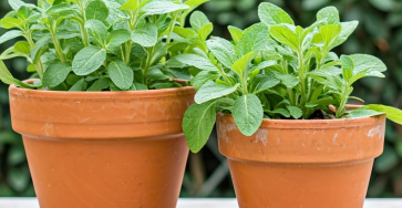 How I Clean Garden Pots with Baking Soda and Vinegar