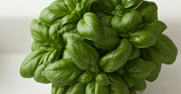 Scrub Your Sink With Basil? You Bet